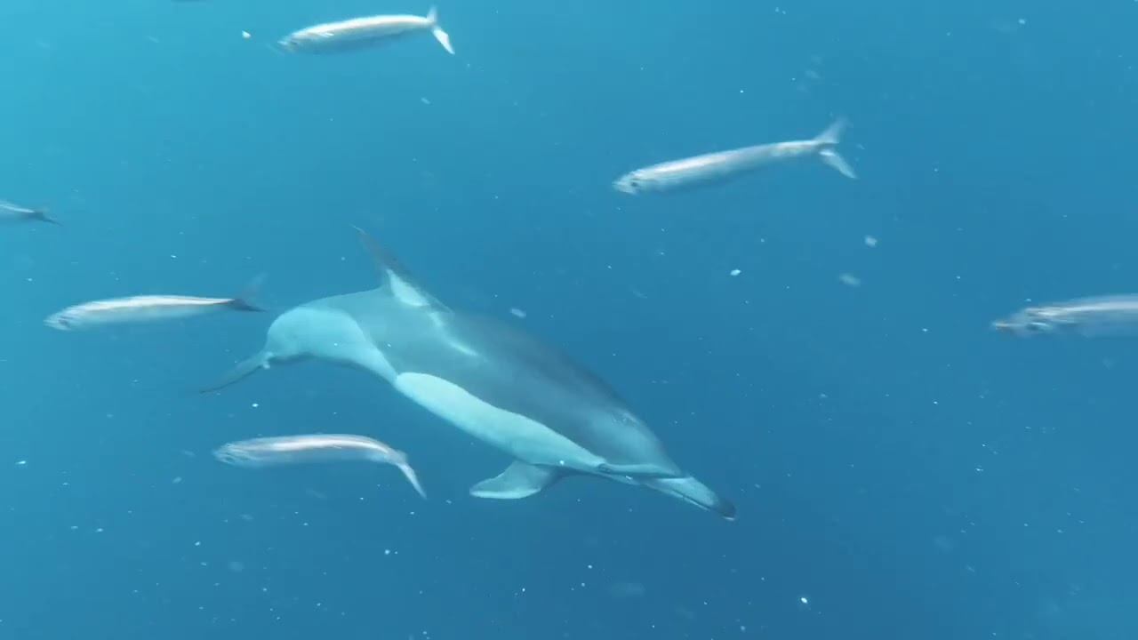 Why is aquatic life important смотреть онлайн
