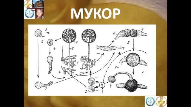 Ботаніка Лекція 3 смотреть онлайн