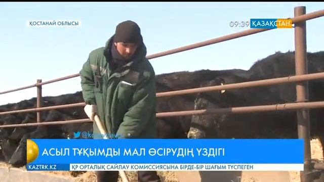 Қостанай облысындағы «Нұр жайлау» серіктестігі – асыл тұқымды мал өсірудің үздігі смотреть онлайн