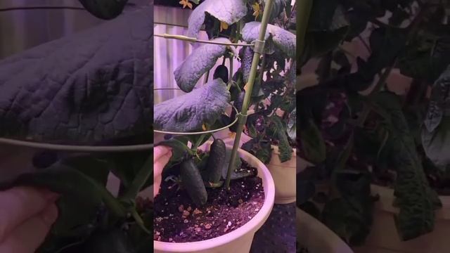 Растим огурцы на окне, пошаговая инструкция🥒 смотреть онлайн