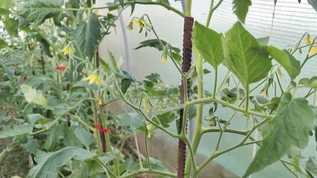 польза скошенной травы 🌿 #дела #домашние .. смотреть онлайн