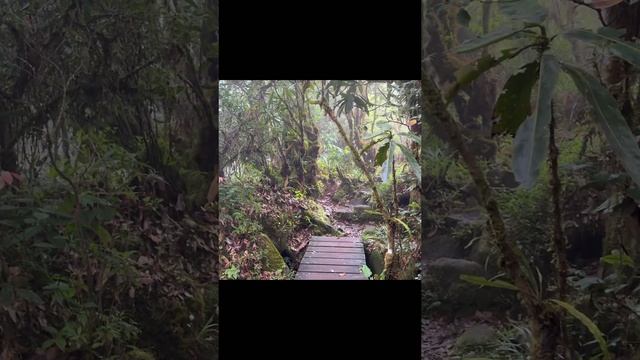 Загадочный лес на горе