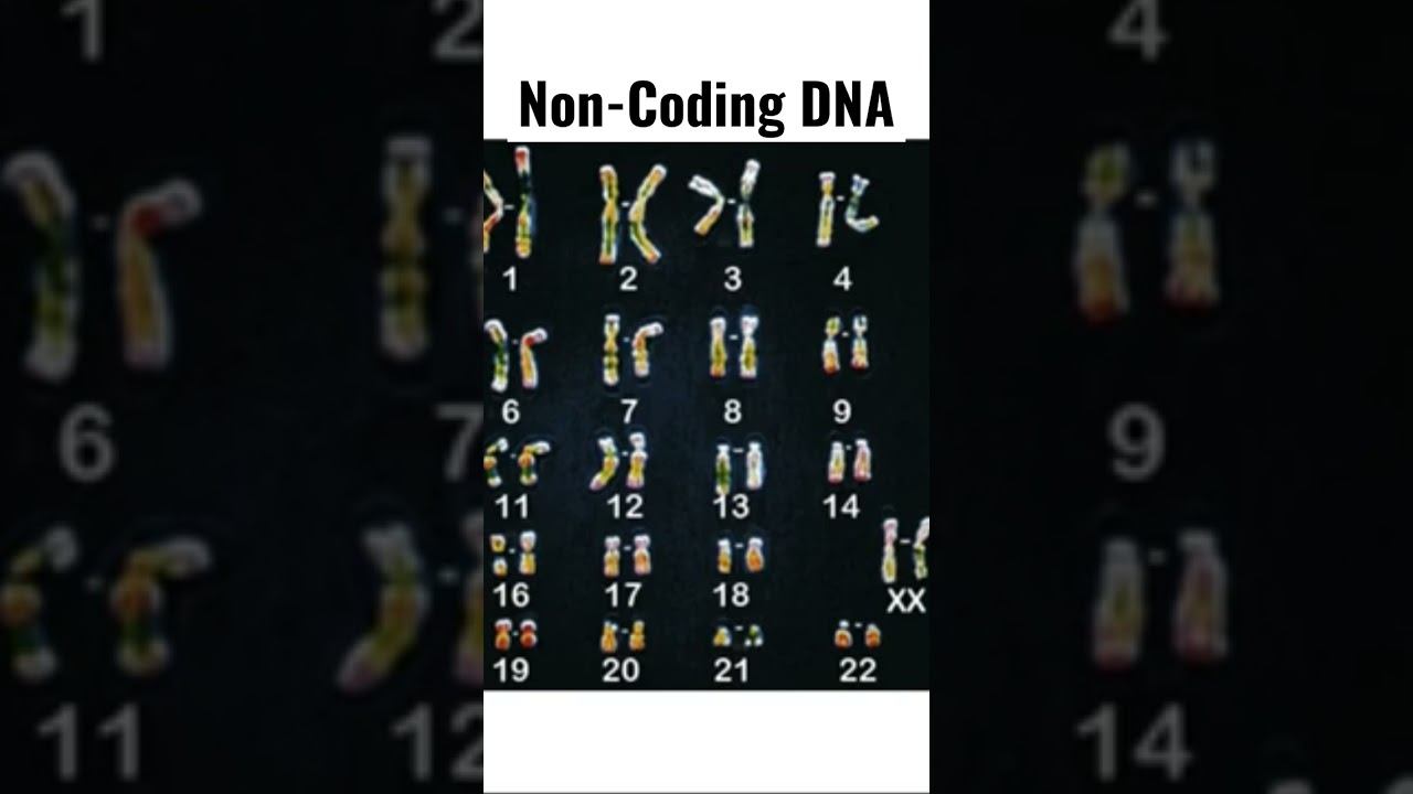 What is Non-Coding DNA? Unraveling the secrets of Genomic Non-Coding Elements in Humans смотреть онлайн