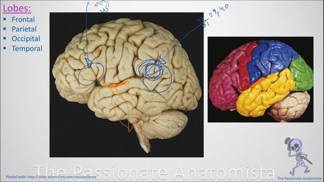 Neuroanatomy VD23 - Cerebrum, part 1 (Sulci & Gyri) смотреть онлайн