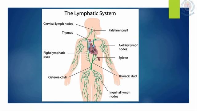 Form 4 - 2nd Mid Term - Human Biology - Video 1 - Blood and Transport смотреть онлайн