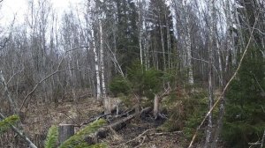 Лось на солонце в апреле. Ленинградская область. #лось #moose #солонец