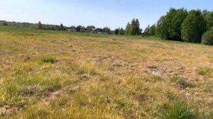 Последствия обработки поля сплошным гербицидом Торнадо