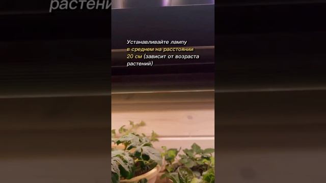 Как правильно пользоваться фитолампой 🤗 смотреть онлайн