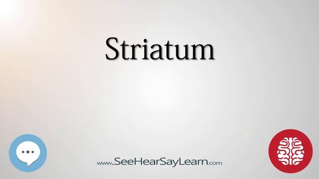 Striatum Anatomy of the Brain SeeHearSayLearn 🔊 смотреть онлайн