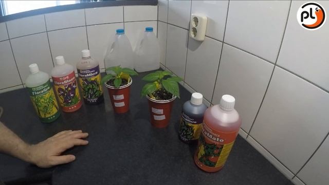 GHE Flora Serie's Vs. GHE FloraMato смотреть онлайн