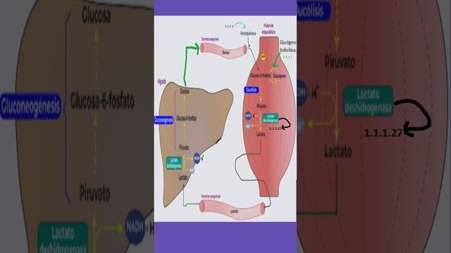 Ciclo de Cori #doctor #enzimas #ciencia смотреть онлайн