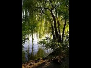 V.Bulgarelli.Ивушка.Ivushka.Russian folk song .