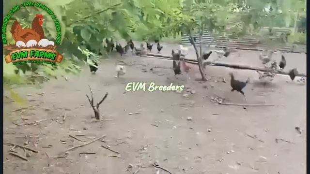 Dominant Cz All Females Future Breeders At Around 3 Months Old | Free Range Chicken Farming смотреть онлайн