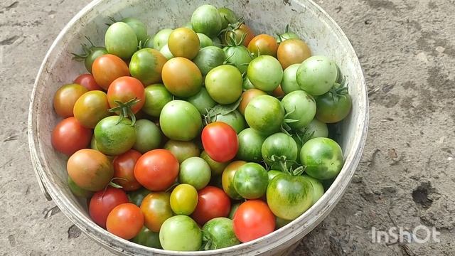 ЧТО КУПИЛА,ПОРА СОБРАТЬ ТОМАТЫ#Алтайскийкрай# смотреть онлайн