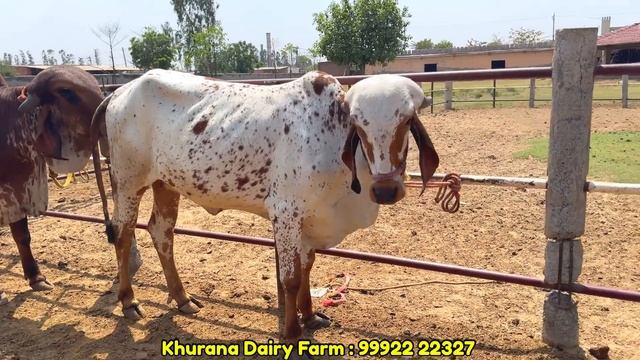 No. 1 Dairy Farm In India || Top Animals For Sale at Low Cost || Khurana Dairy Farm Rohtak || смотреть онлайн