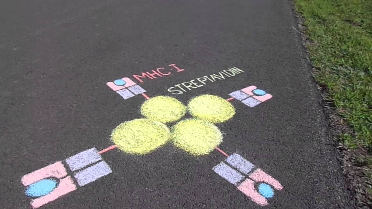 "Immunology", Identification of T-Cell Receptor Specificity Using MHC:Peptides Tetramers смотреть онлайн