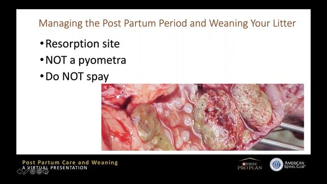 Managing Post Partum & Weaning with Dr. Marty Greer | Purina Pro Club смотреть онлайн