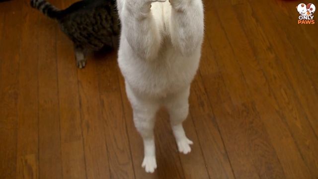Der Besitzer brachte die Katze jeden Tag zum Weinen, wenn da nicht ein Vorfall wäre смотреть онлайн
