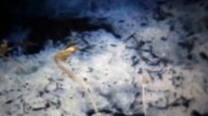 Растительные сообщества