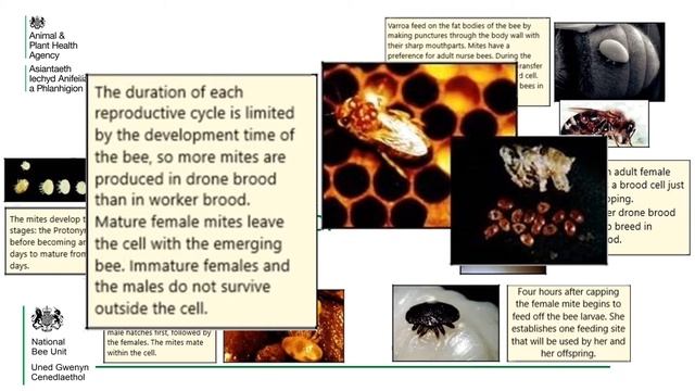 Varroa Destructor - A Reportable Pest of Honey Bees in England, Scotland and Wales смотреть онлайн