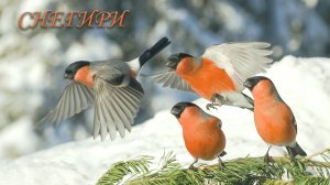 Юрий Антонов: "И летят снегири через память мою до рассвета..."