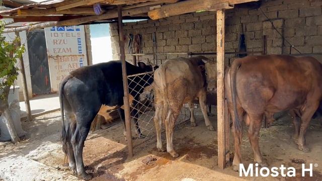 Ishbilarmon veterinarlarimizning Miosta H® haqida fikrlari #bokish #molbokish_siri #molboqishsirlar смотреть онлайн
