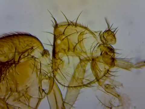 Drosophila Male Under the microscope смотреть онлайн