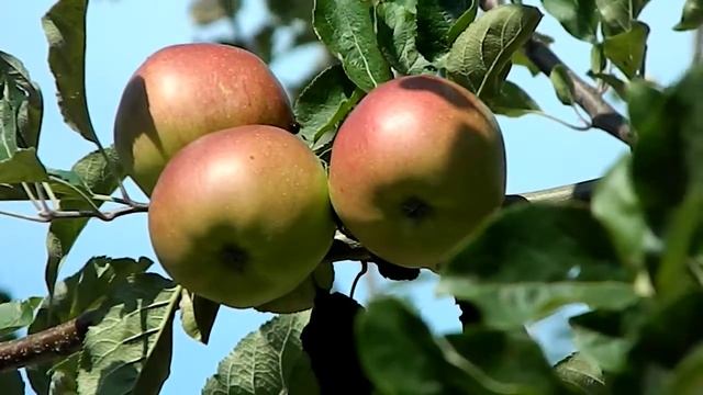Malus domestica 'Melrose' смотреть онлайн