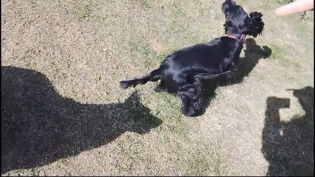 Triky a povely - kokršpaněl Dina 13,5 měsíců смотреть онлайн