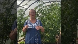 Недостаток элементов питания в томатах. Урал. 20.07.24г. -второе ведро красных помидор