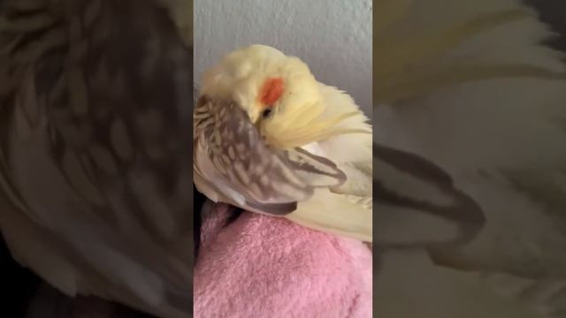 nimfa 🙈 смотреть онлайн