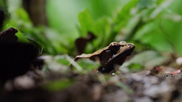 Wild India National Anthem in 4K — A Tribute to India’s Incredible Heritage смотреть онлайн