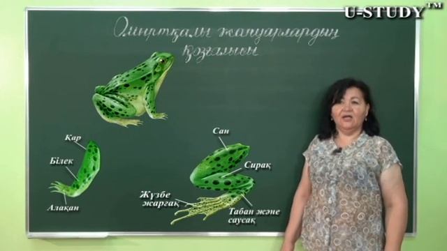ҰБТ-ға дайындық: Омыртқалы жануарлардың қозғалысы смотреть онлайн