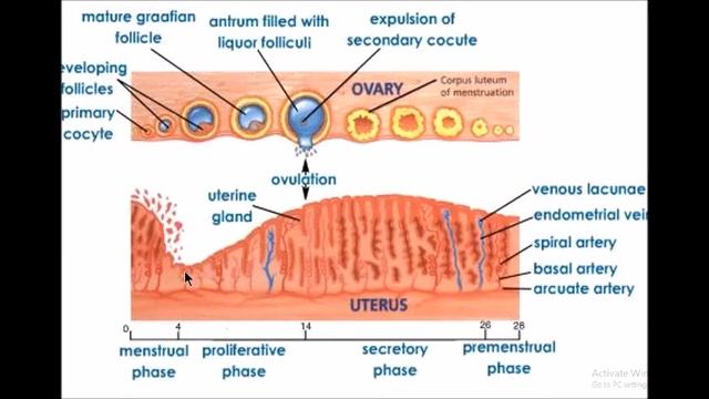 Uterus& cervix смотреть онлайн