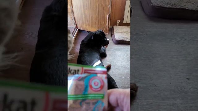 Влажный корм смотреть онлайн