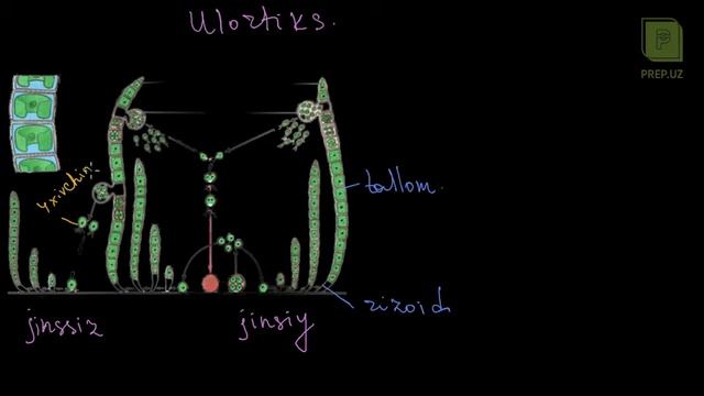 Biologiya - Suvo'tlar Bo'limi /// PREP.UZ