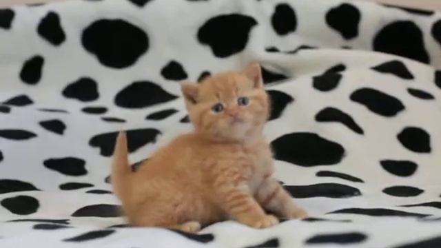 Туззи Неро, красный британский котик смотреть онлайн