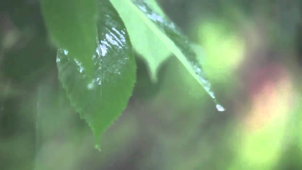 The global peril of droughts in the Amazon смотреть онлайн