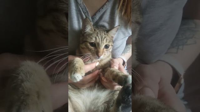 Котенок Курильский бобтейл смотреть онлайн