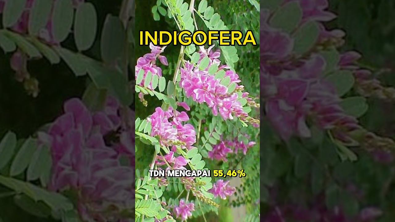 Nutrisi Indigofera, Pakan lambing Dan domba TRRBAIK! #kambing #dombapedaging #ternakdombamodern смотреть онлайн