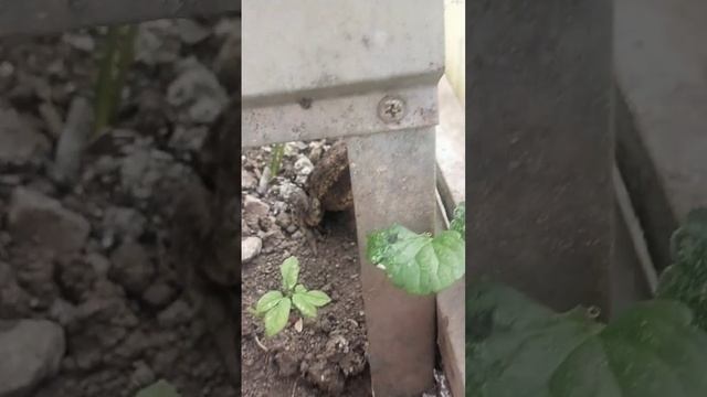 Жаба охраняет сына Жабёнка смотреть онлайн