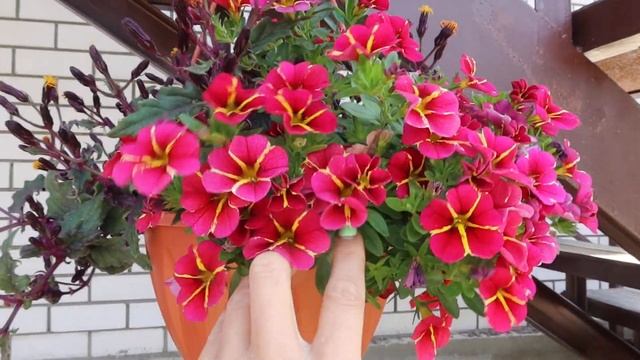 Растения в вазонах и цветочных горшках, конец июля! смотреть онлайн