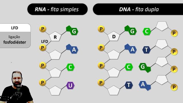 DNA e RNA - Ácidos Nucleicos - Diferença entre Ribose e Desoxirribose смотреть онлайн