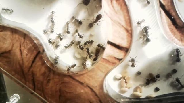 Эксплуатация формикария. Наблюдения 5. Незапланированная мусорка, круги на стенах, неисправность смотреть онлайн