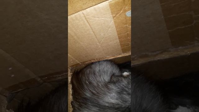 Первый и второй котенок Марлен и СНЕЖИКА. ЧТО ТО НЕ ТАК? смотреть онлайн