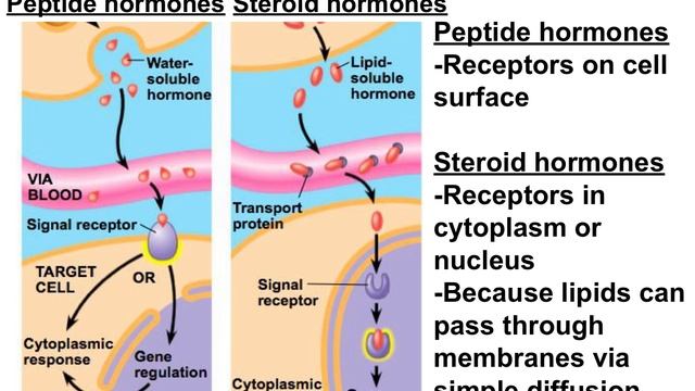 Video 7.13 - Peptide vs Steroid Hormones WHS AP Bio смотреть онлайн