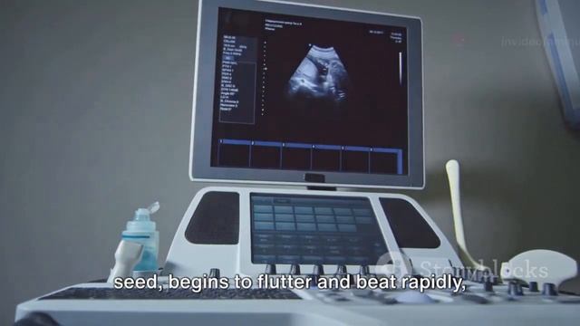 Journey of Life: How Baby Grows In The Womb From 0-12 Weeks смотреть онлайн