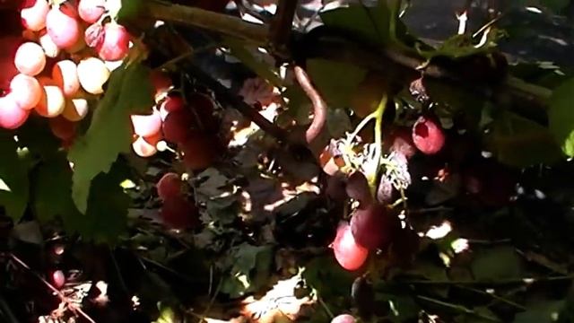 Сорт винограда "Джордано" - сезон 2019 # Grape sort "Dzhordano" смотреть онлайн