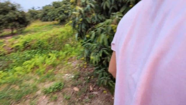 baby monkey Kiti was attacked by a pack of dogs - Kiti is missing смотреть онлайн