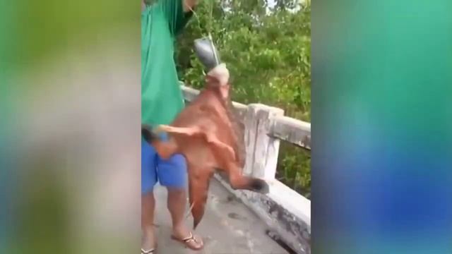 7 СЛУЧАЕВ ЖЕСТИ НА РЫБАЛКЕ ¦ САМЫЕ БОЛЬШИЕ И СТРАШНЫЕ УЛОВЫ смотреть онлайн